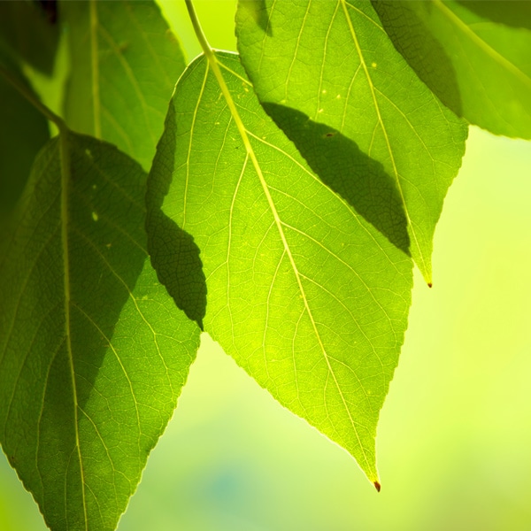 Environmental Responsibility